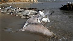 Des goélands sur la carcasse de baleine Des goélands sur la carcasse de baleine