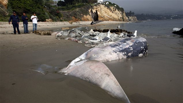 Le cadavre de la baleine Le cadavre de la baleine