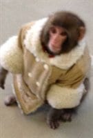 Singe au Ikea Singe au Ikea