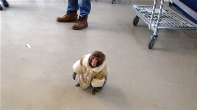singe-darwin-ikea singe-darwin-ikea