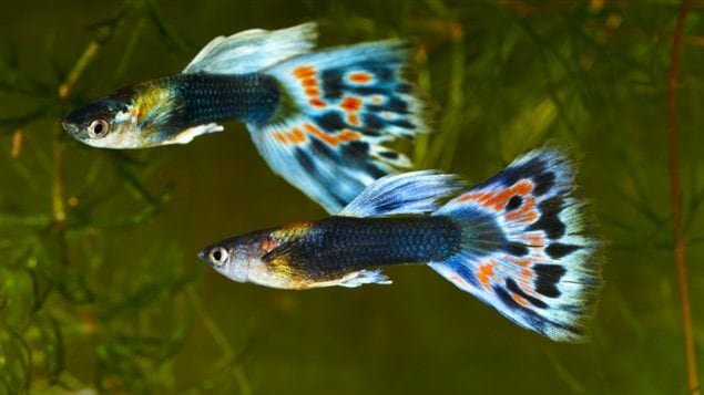Deux poissons de l’espèce Poecilia reticulata, cousine plus flambloyante de la Poecilia mexicana Deux poissons de l’espèce Poecilia reticulata, cousine plus flambloyante de la Poecilia mexicana