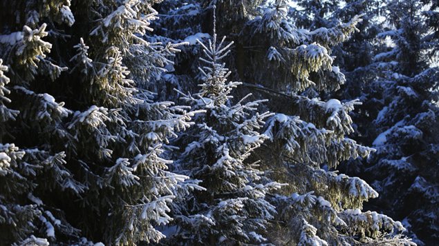 Des sapins Des sapins
