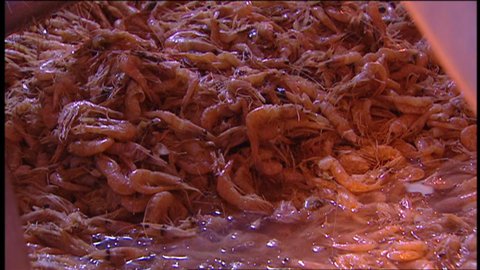 Crevettes nordiques Crevettes nordiques