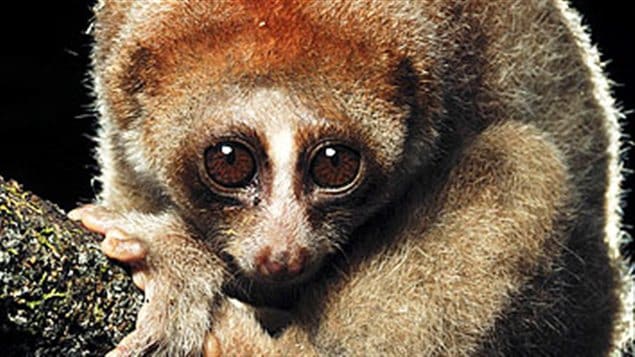 Un loris Un loris