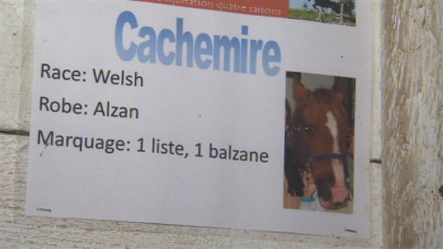 Le cheval décédé, Cachemire Le cheval décédé, Cachemire