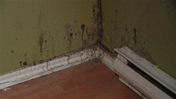 La moisissure était bien visible dans le logement, vendredi, lors d'une conférence de presse de Logemen'occupe. La moisissure était bien visible dans le logement, vendredi, lors d'une conférence de presse de Logemen'occupe.
