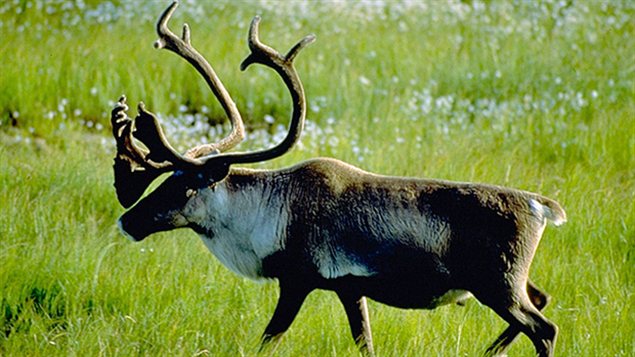 Un caribou des bois de la chaîne de montagnes Selkirk Un caribou des bois de la chaîne de montagnes Selkirk