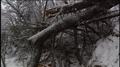 De nombreux arbres cassés bloquent les routes. De nombreux arbres cassés bloquent les routes.