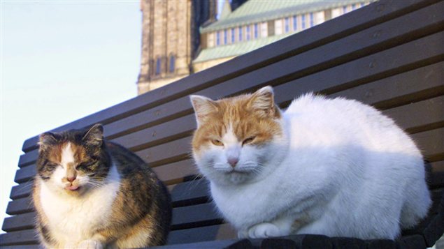 Deux des derniers résidents du sanctuaire pour chats du Parlement, à Ottawa Deux des derniers résidents du sanctuaire pour chats du Parlement, à Ottawa