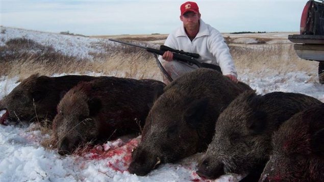 Radio Canada Cote Nord >> Prairies : les sangliers sauvages sous la loupe d'un ... Radio Canada Cote Nord >> Prairies : les sangliers sauvages sous la loupe d'un ...