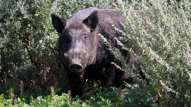 Un sanglier Un sanglier