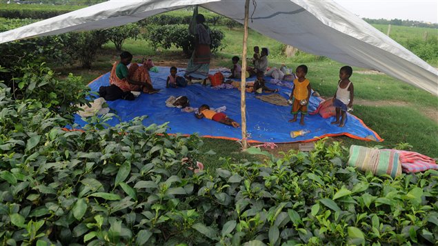 Des enfants de travailleurs indiens attendent sous une tente leurs parents qui travaillent dans un champ de thé. Des enfants de travailleurs indiens attendent sous une tente leurs parents qui travaillent dans un champ de thé.