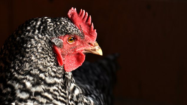 poulet poulet