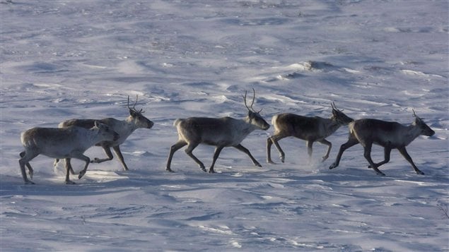 Des caribous au Nunavut Des caribous au Nunavut