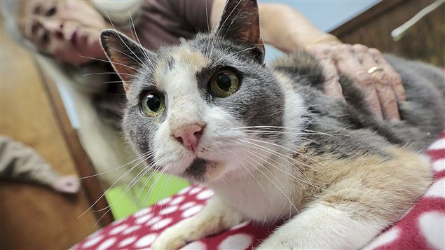 Le chat de gouttière qui a passé une semaine perché dans un arbre au Massachusetts Le chat de gouttière qui a passé une semaine perché dans un arbre au Massachusetts