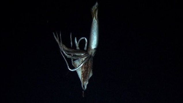 Capture d'écran d'une vidéo montrant un calamar géant tournée en juillet 2012 et publiée le 7 janvier 2013. Capture d'écran d'une vidéo montrant un calamar géant tournée en juillet 2012 et publiée le 7 janvier 2013.