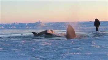 Des orques près d'Inukjuak Des orques près d'Inukjuak