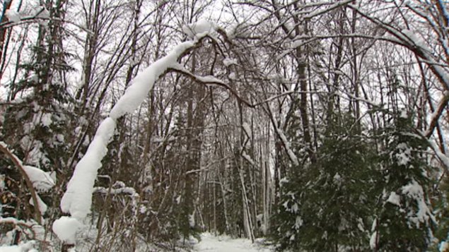 Plusieurs pourvoiries sont encore privées de leur chemin d'accès et des plantations d'arbres ont été détruites.
Plusieurs pourvoiries sont encore privées de leur chemin d'accès et des plantations d'arbres ont été détruites.