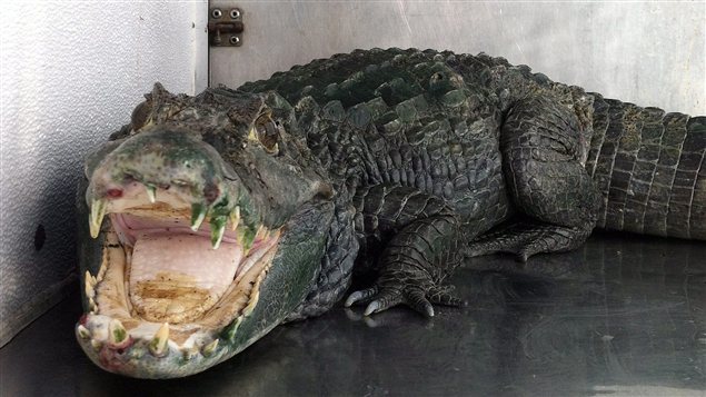 L'alligator surnommé « M. Dents » L'alligator surnommé « M. Dents »