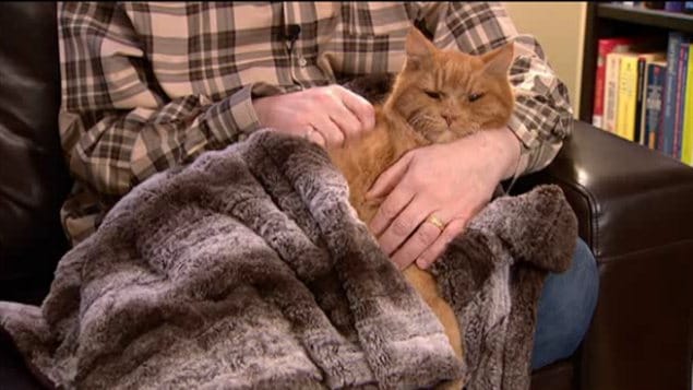Le chat de David Leversage, de Maple Ridge en Colombie-Britannique. Le chat de David Leversage, de Maple Ridge en Colombie-Britannique.