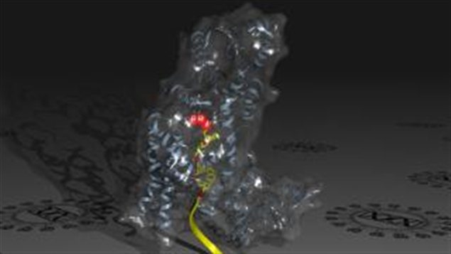 Les protéines IFIT reconnaissent l’ARN étranger et freinent les infections virales . Les protéines IFIT reconnaissent l’ARN étranger et freinent les infections virales .