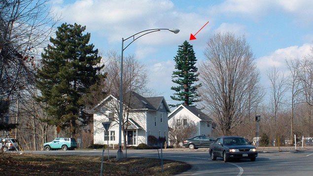 L'arbre à droite, derrière la maison blanche, est en fait une antenne-relais de 27 mètres (90 pieds) à Pittsford, dans l'État de New York. L'arbre à droite, derrière la maison blanche, est en fait une antenne-relais de 27 mètres (90 pieds) à Pittsford, dans l'État de New York.