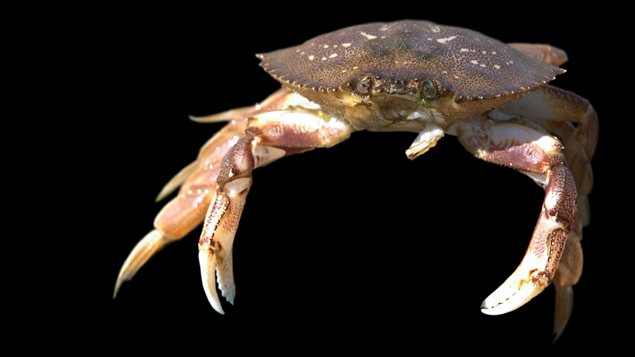 Un crabe Un crabe