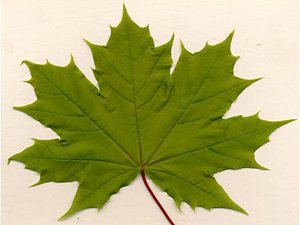 L'érable norvégien est arrivé au Canada au 18e siècle et aurait été importée par un marchand de Philadelphie. L'érable norvégien est arrivé au Canada au 18e siècle et aurait été importée par un marchand de Philadelphie.