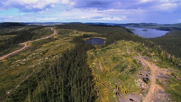 La forêt boréale La forêt boréale