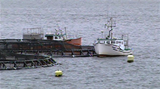 Des bassins d'élevage de Cooke Aquaculture (archives) Des bassins d'élevage de Cooke Aquaculture (archives)