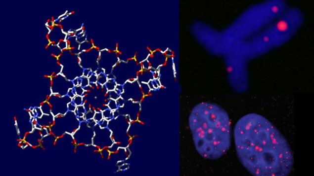 La structure quadruple d'ADN La structure quadruple d'ADN