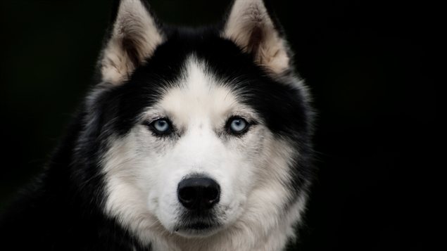 Un chien Un chien
