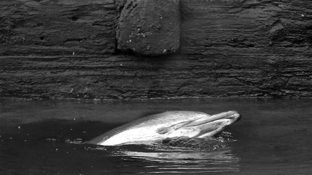 Un dauphin commun s'est retrouvé pris dans le canal Gowanus, à Brooklyn Un dauphin commun s'est retrouvé pris dans le canal Gowanus, à Brooklyn