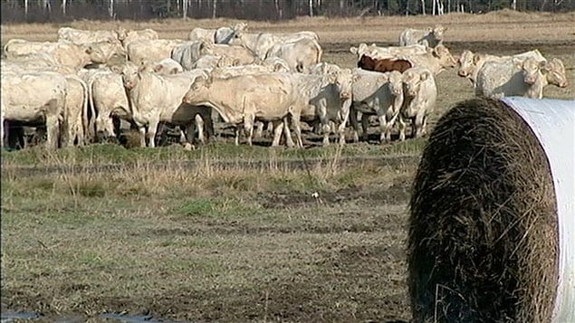 Un troupeau dans une ferme au Témiscamingue Un troupeau dans une ferme au Témiscamingue