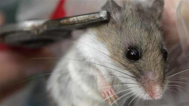 Une souris sylvestre Une souris sylvestre