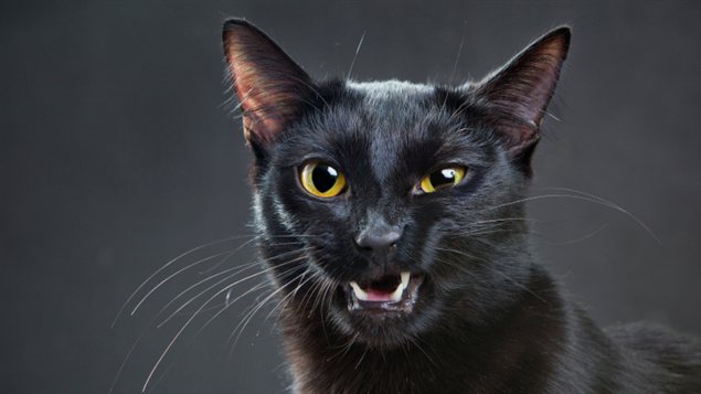 Un chat domestique Un chat domestique