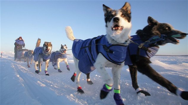 Dans cette photo du 7 février 2012, Misha Pedersen et ses chiens remontent la rivière Yukon gelée, après avoir quitté l'étape de Circle City en Alaska, durant la course internationale de traîneau à chiens Yukon Quest. Dans cette photo du 7 février 2012, Misha Pedersen et ses chiens remontent la rivière Yukon gelée, après avoir quitté l'étape de Circle City en Alaska, durant la course internationale de traîneau à chiens Yukon Quest.