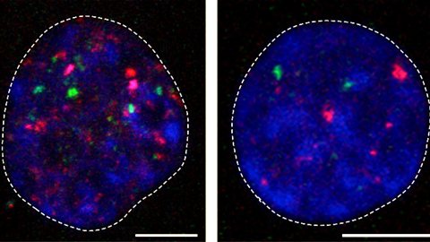 Embryons aux stades 2 (en haut) et 8 cellules (en bas). En rose et vert les rétrotransposons qui sont activés Embryons aux stades 2 (en haut) et 8 cellules (en bas). En rose et vert les rétrotransposons qui sont activés