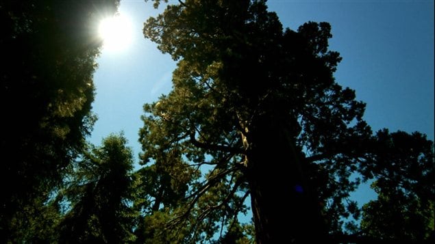 Des arbres Des arbres