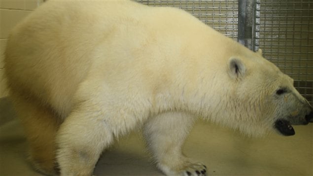 L'ours polaire Hudson L'ours polaire Hudson