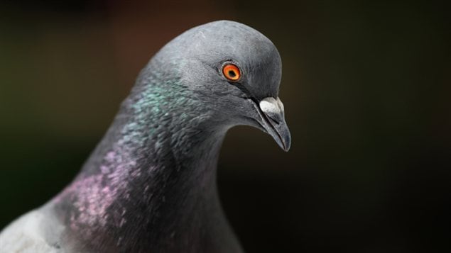 Un pigeon Un pigeon