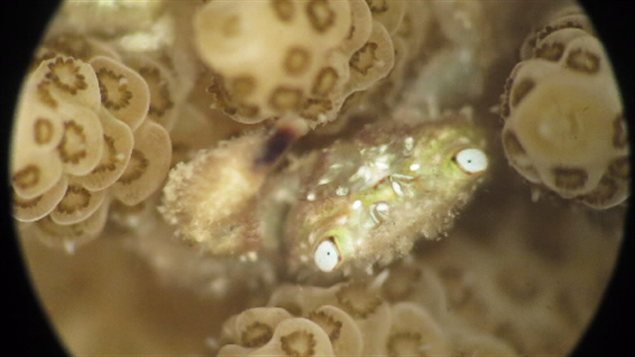 Cymo melanodactylus Cymo melanodactylus