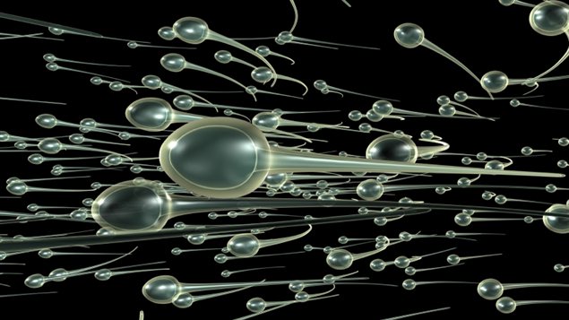 Représentation de la «course » des spermatozoïdes Représentation de la «course » des spermatozoïdes