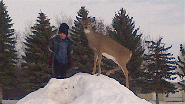 Un enfant de la communauté joue sur une butte de neige avec le faon. Un enfant de la communauté joue sur une butte de neige avec le faon.