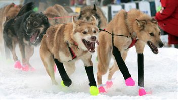 Les chiens de l'attelage de Jake Berkowitz au Yukon Quest en 2012. Les chiens de l'attelage de Jake Berkowitz au Yukon Quest en 2012.