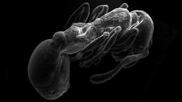 Myrmica scabrinodis Myrmica scabrinodis