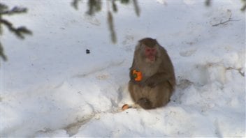 Macaque Macaque