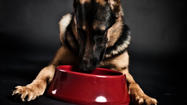 Un berger allemand Un berger allemand