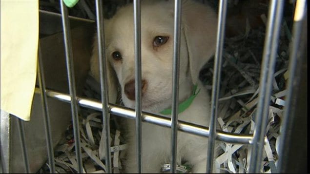 Un chiot dans un élevage de chiens du Manitoba (archives) Un chiot dans un élevage de chiens du Manitoba (archives)