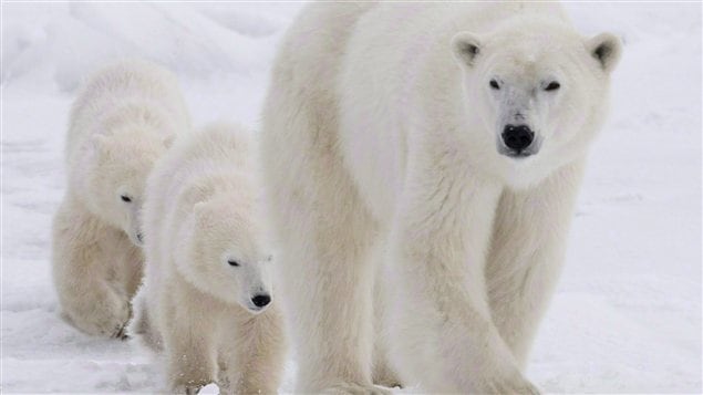 Des ours polaires dans la Baie d'Hudson Des ours polaires dans la Baie d'Hudson